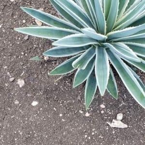 Meet your Posher, Gloria